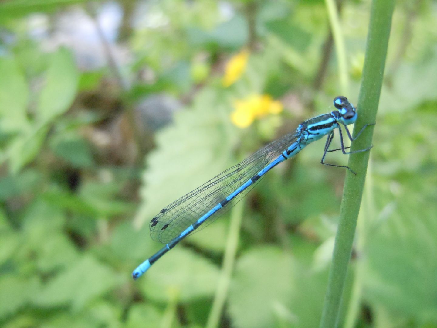 Coenagrion puella,    maschio